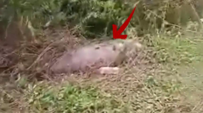 Pitonun korkunç avı! Buzağıyı yedi, midesi patladı