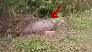 Pitonun korkunç avı! Buzağıyı yedi, midesi patladı