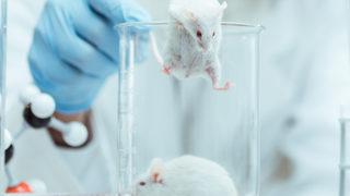 Meksika, kozmetik ürünlerin hayvanlar üzerinde test edilmesini yasakladı! Yapana 7 yıl hapis cezası