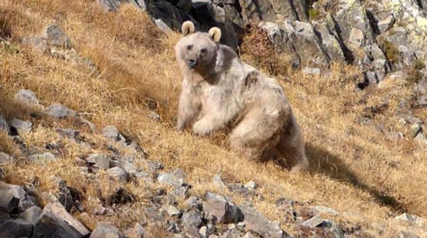 Prof. Dr. Mikdat Kadıoğlu'nun evine ayı dadandı: Herkes onun tarafında, benim başım dertte