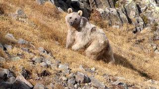 Prof. Dr. Mikdat Kadıoğlu'nun evine ayı dadandı: Herkes onun tarafında, benim başım dertte