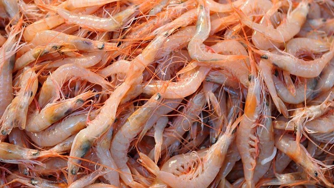 Karideslerde ölümcül tehlike alarmı: O bölgede toplatılıyor! Ürünler geri çağrıldı... 2