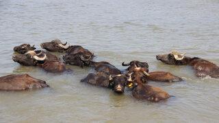 Afrika'daki belgesellerden fırlamış gibi! Düzce'deki mandaların keyfi şaşkına çeviriyor