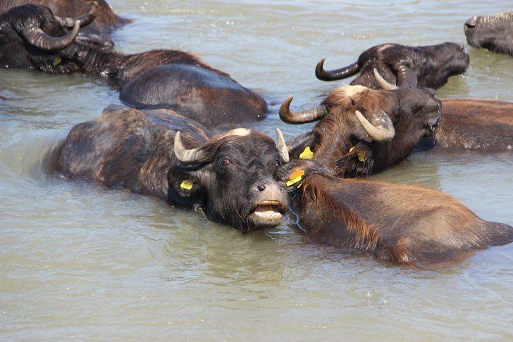 Afrika'daki belgesellerden fırlamış gibi! Düzce'deki mandaların keyfi şaşkına çeviriyor G1