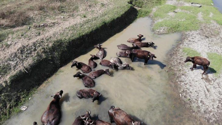 Afrika'daki belgesellerden fırlamış gibi! Düzce'deki mandaların keyfi şaşkına çeviriyor G2