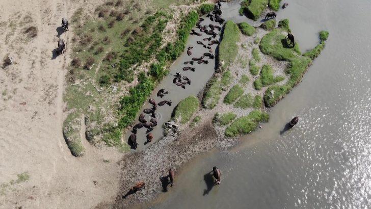 Afrika'daki belgesellerden fırlamış gibi! Düzce'deki mandaların keyfi şaşkına çeviriyor G3