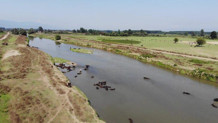 Afrika'daki belgesellerden fırlamış gibi! Düzce'deki mandaların keyfi şaşkına çeviriyor G4