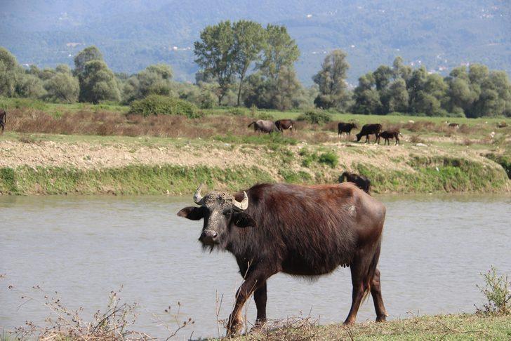 Afrika'daki belgesellerden fırlamış gibi! Düzce'deki mandaların keyfi şaşkına çeviriyor G5