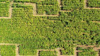 Türkiye’nin ilk ‘mısır labirenti’ eğlencenin yeni merkezi oldu