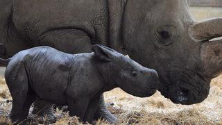 Londra Hayvanat Bahçesi'nin yeni bebek gergedanı tatlılığıyla hayran bıraktı 