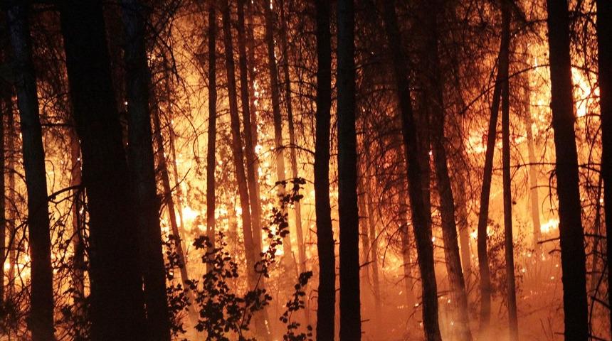 Seydikemer’de orman yangını çıkardığı iddiasıyla yakalanan zanlı tutuklandı