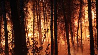 Seydikemer’de orman yangını çıkardığı iddiasıyla yakalanan zanlı tutuklandı