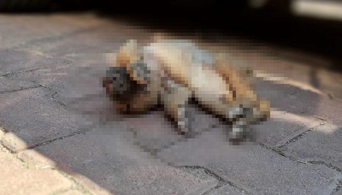 Antalya'da 5 yavru köpek katledildi, hayvanseverler isyan etti