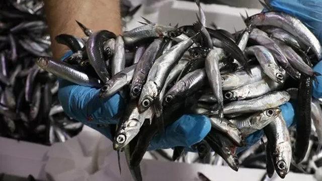 Hamsi, istarvit ve sardalyada dökme avcılık yasaklandı