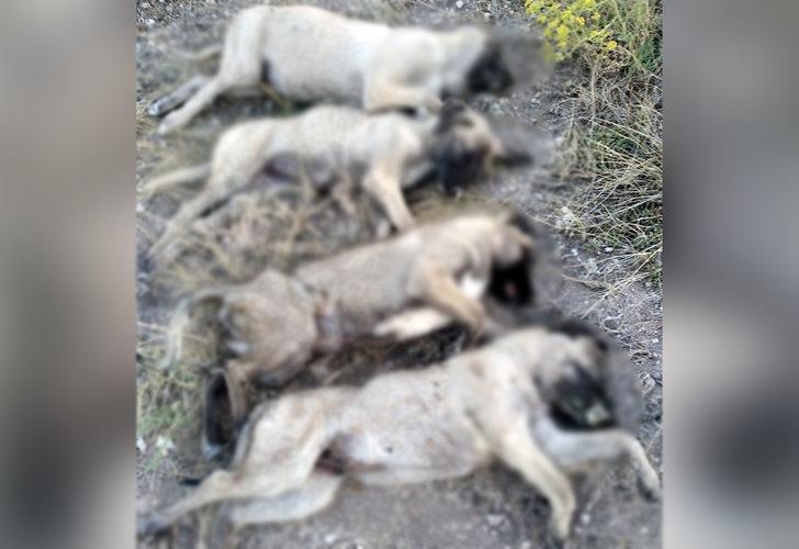 Ankara'da köpek katliamı! Yan yana dizilmiş halde bulundular