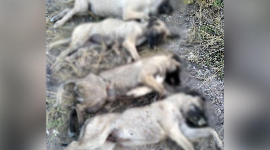 Ankara'da köpek katliamı! Yan yana dizilmiş halde bulundular