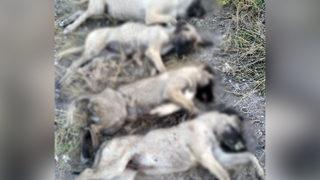 Ankara'da köpek katliamı! Yan yana dizilmiş halde bulundular