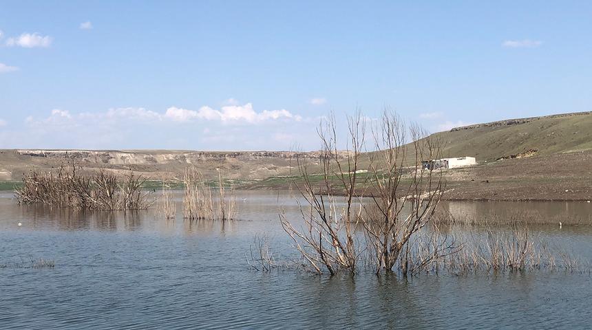 Yer: Kars! Yıllar önce dikilen ağaçlar suların çekilmesiyle ortaya çıktı