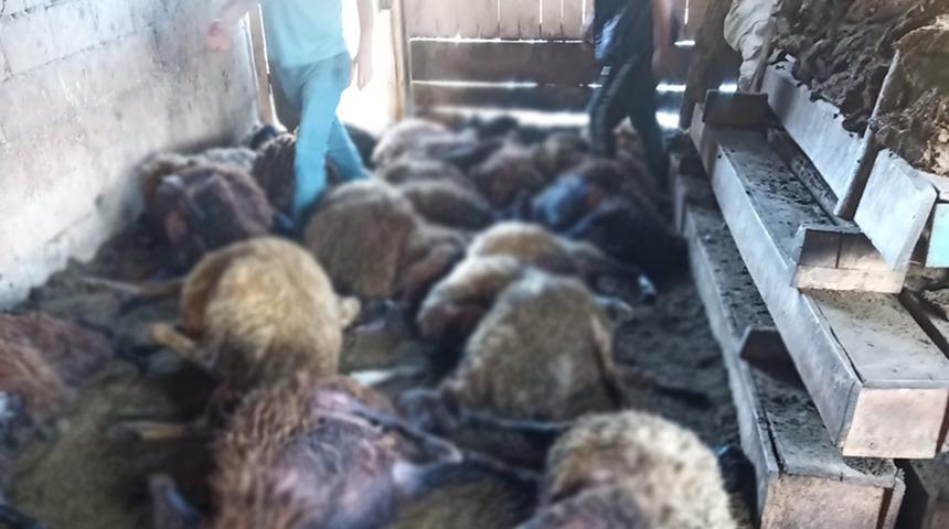 Erzurum’da ağıla giren kurtlar 40 koyunu telef etti