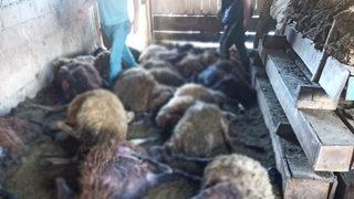 Erzurum’da ağıla giren kurtlar 40 koyunu telef etti