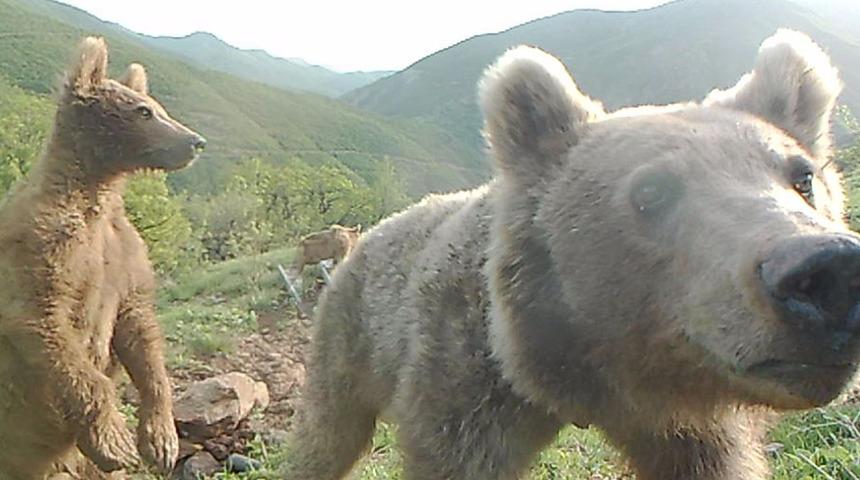 Ayılar her şeyden habersiz b&ouml;yle g&ouml;r&uuml;nt&uuml;lendi