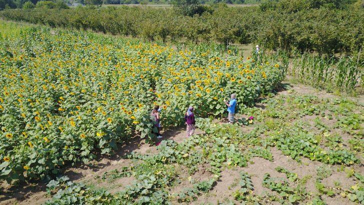 Türkiye'nin ilk 'mısır labirenti' yoğun ilgi gördü G3