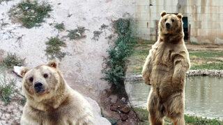 Ayıların drone ile imtihanı! 