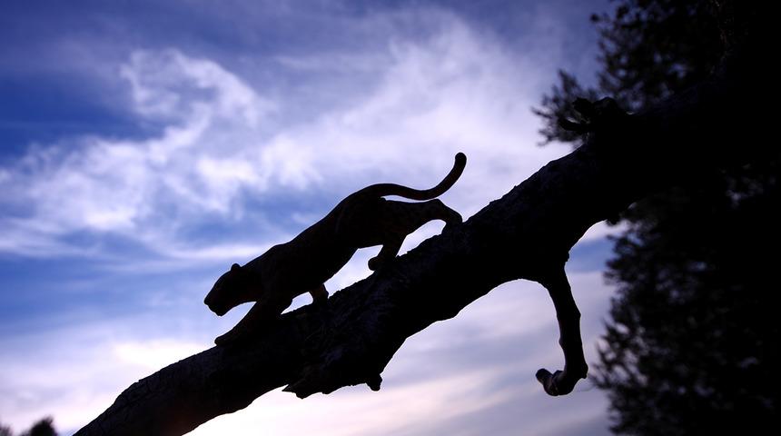 ABD bu haberi konuşuyor! Çocuğunu dağ aslanından tekme ve yumrukla kurtardı