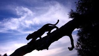 ABD bu haberi konuşuyor! Çocuğunu dağ aslanından tekme ve yumrukla kurtardı