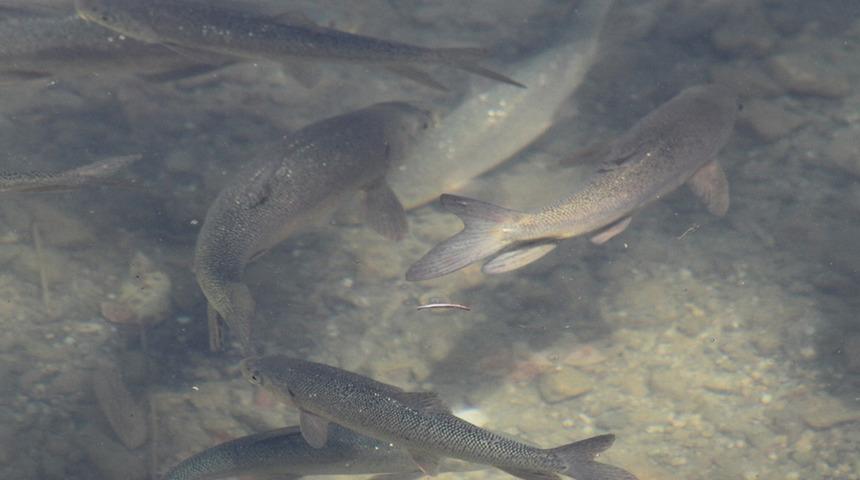 Balıklıpınar kurumaya yüz tuttu! "Efsanevi" balıklar tehlike altında