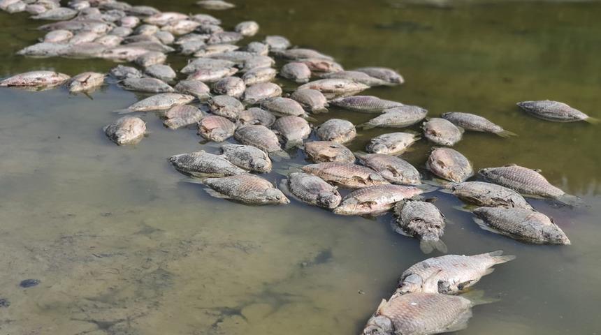 Bursa'da göletteki sular çekildi, yüzlerce balık telef oldu
