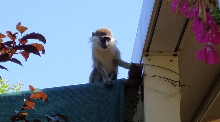 Neye uğradıklarını şaşırdılar! Bir anda masaya maymun düştü