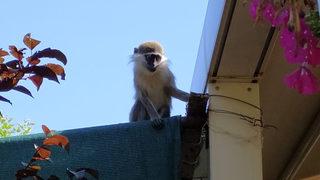 Neye uğradıklarını şaşırdılar! Bir anda masaya maymun düştü