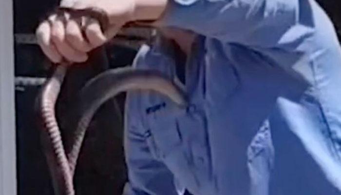 Avustralyalı yılan avcısının korku dolu anları! Ok gibi yerinden fırladı