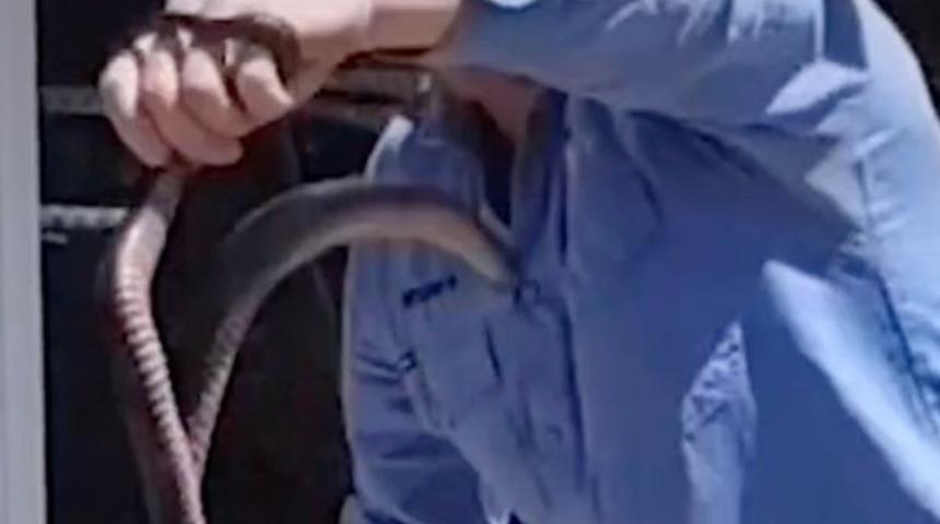 Avustralyalı yılan avcısının korku dolu anları! Ok gibi yerinden fırladı