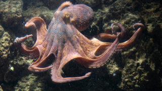 Dikkat çeken araştırma! Dişi ahtapotlar istenmeyen çiftleşme durumunda erkeklere saldırmaya başlıyor