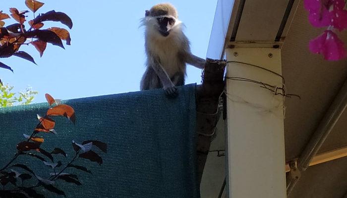 Ankara'da hayvanat bahçesinden kaçan 'Ayva' adındaki maymun yakalandı