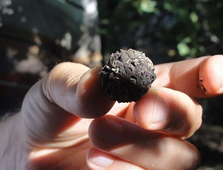 Bacasız fabrika! Kilsou 18 bin lira G4