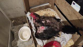 Kesmek için aldığı horoz kuluçkaya yattı