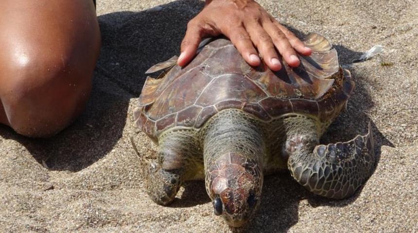 Yaralı caretta ihbarına gitti, ölüsüyle karşılaştı: Bugün yine bir can gitti, boğularak ölmüş