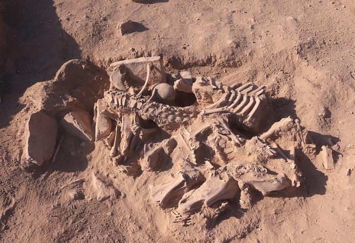 Urartuların ölü gömme geleneğine ışık tutacak keşif! Parçalara ayrılmış atlar ve köpek başı bulundu G2