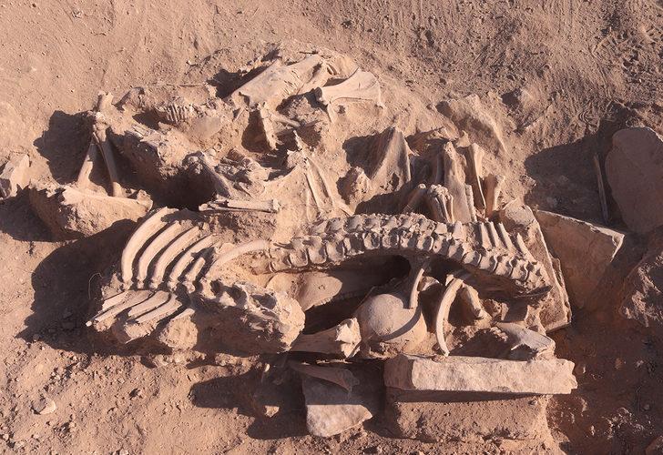 Urartuların ölü gömme geleneğine ışık tutacak keşif! Parçalara ayrılmış atlar ve köpek başı bulundu G3