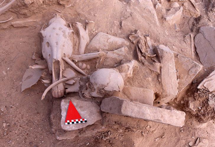 Urartuların ölü gömme geleneğine ışık tutacak keşif! Parçalara ayrılmış atlar ve köpek başı bulundu G5