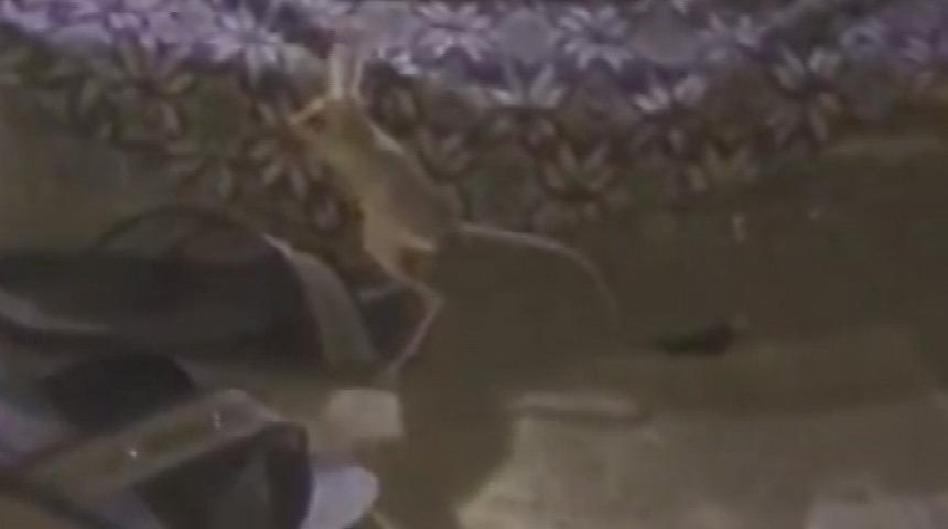 Su içmeden hayatta kalabiliyor! Kırmızı listedeki kanguru faresi Adıyaman'da görüldü