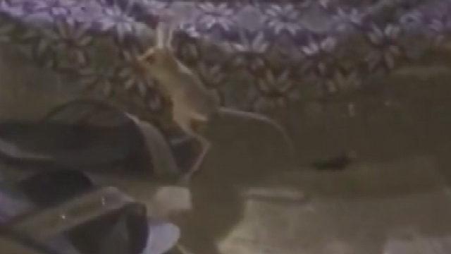 Su içmeden hayatta kalabiliyor! Kırmızı listedeki kanguru faresi Adıyaman'da görüldü