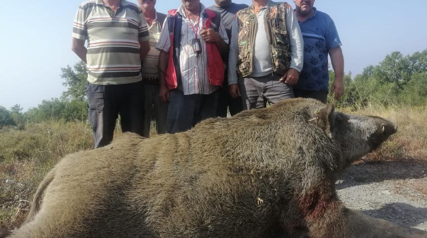 7 kişi bir olup öldürdü! Bursa'da 400 kilogramlık domuz avı 