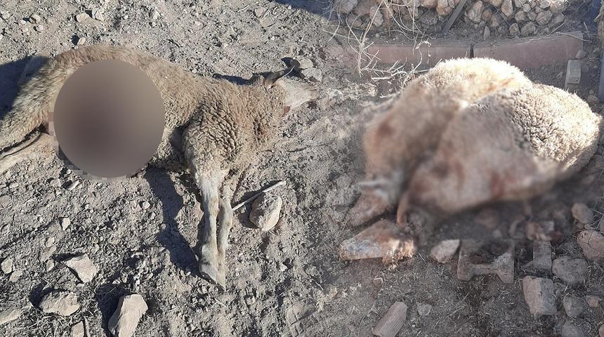 Ağıla giren kurtlar 25 koyunu parçaladı, 5 kuzuyu yedi