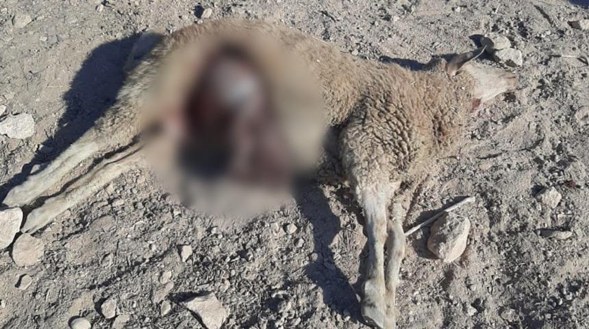 Antalya'da ağıla giren kurtlar 25 koyunu parçaladı, 5 kuzuyu yedi: İç organlarını çıkarmış