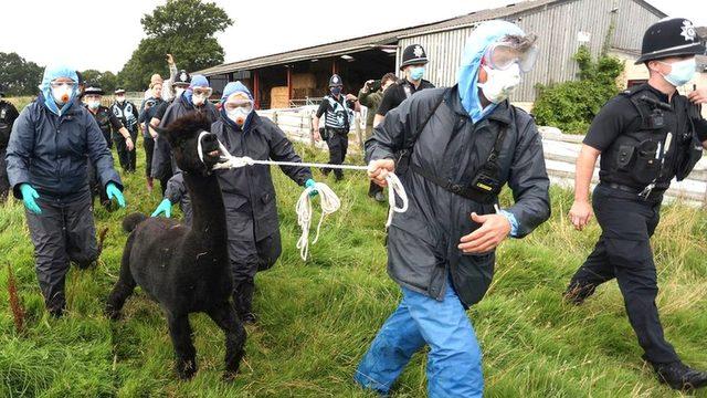 Geronimo: İngiltere'de hukuk mücadelesine konu olan alpaka itlaf edildi