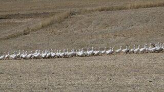 Hobi olarak 50 kazla başladı, Türkiye'nin her yerine gönderiyor